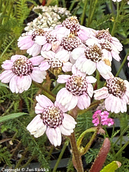 Achillea sibirica ssp. camtschaticum 'Love Parade', siperiank�rs�m�